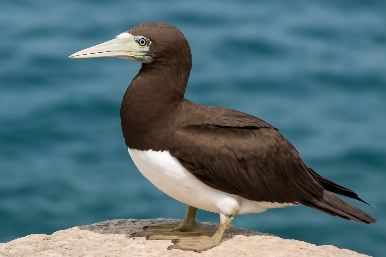 Brown Booby