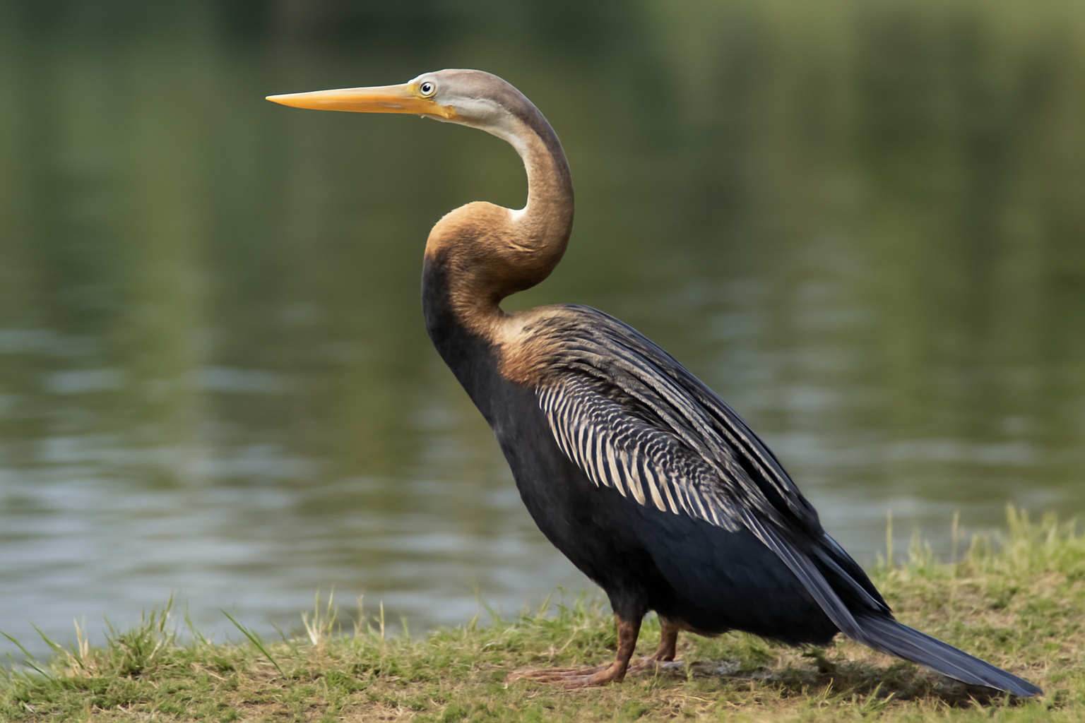 Oriental Darter