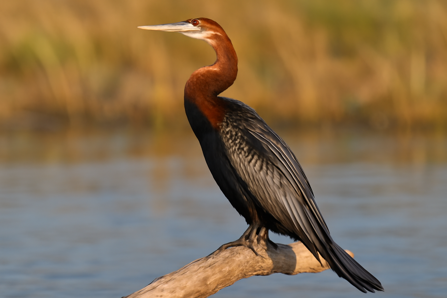 African Darter