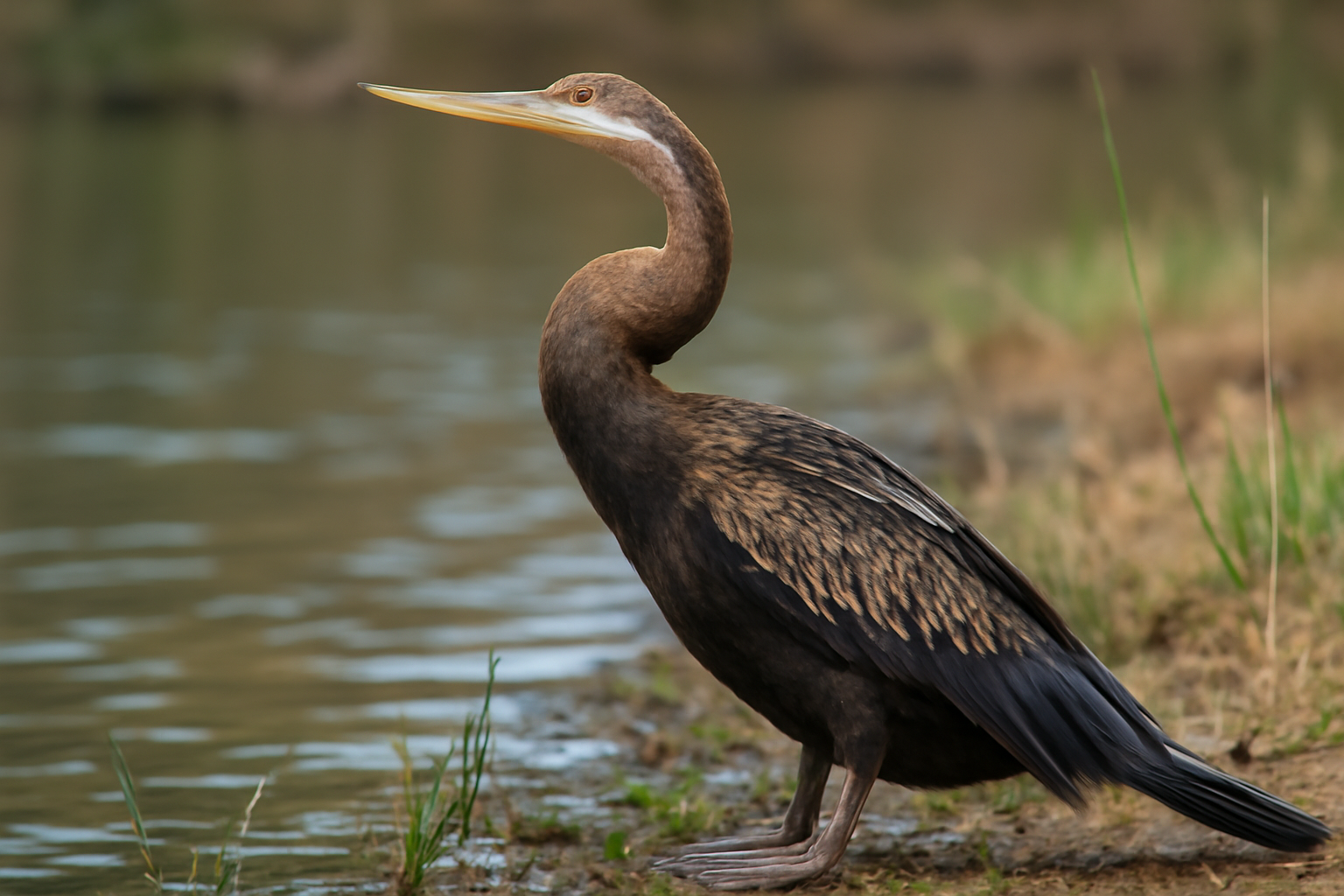 Australasian Darter