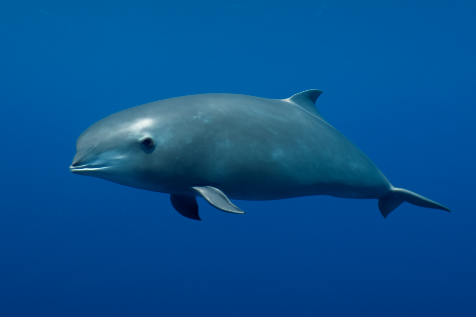 Pygmy Sperm Whale