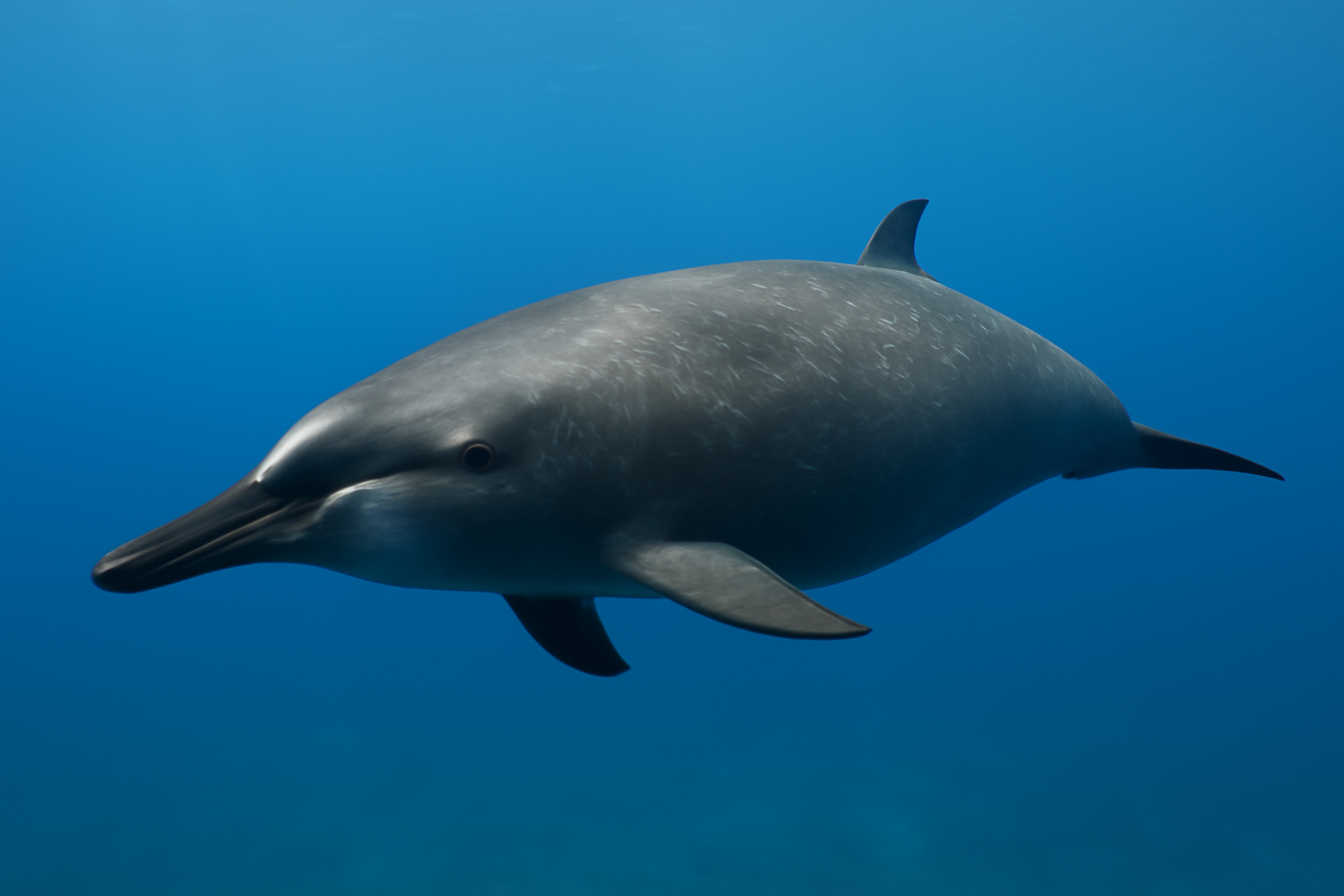 Black Beaked Whale