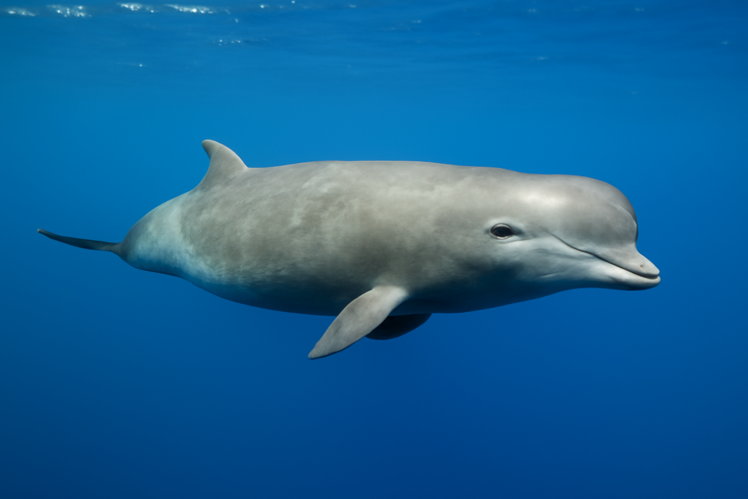 Northern Bottlenose Whale