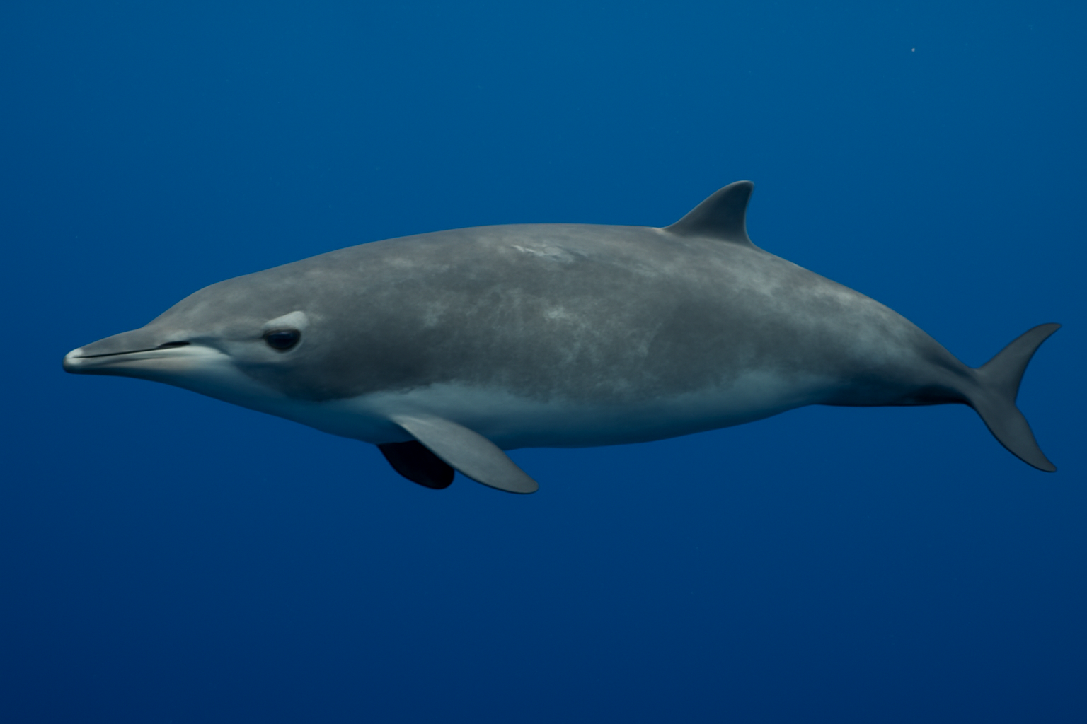 Shepherd's Beaked Whale