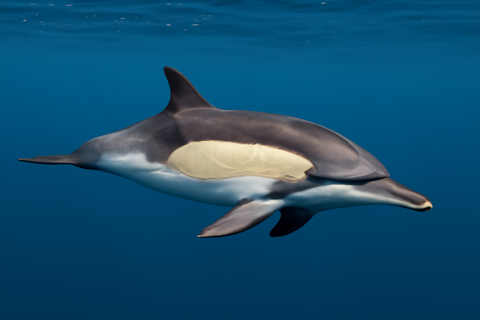 Short-beaked Common Dolphin