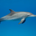 Atlantic Spotted Dolphin