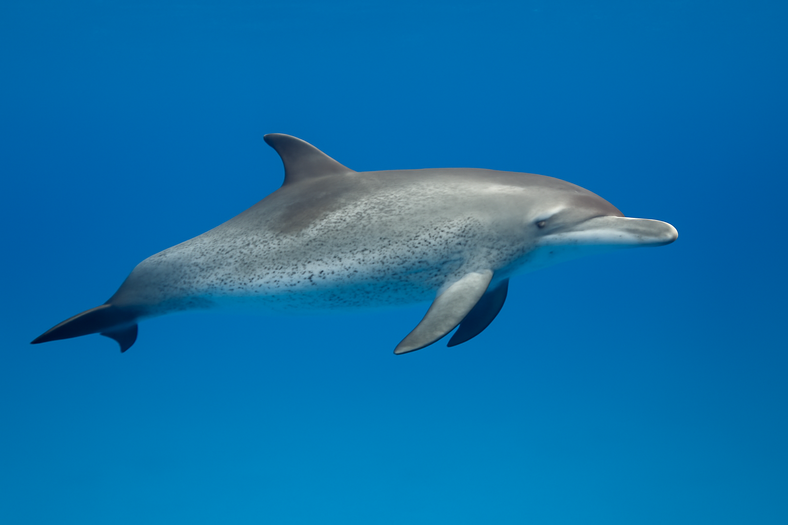Atlantic Spotted Dolphin