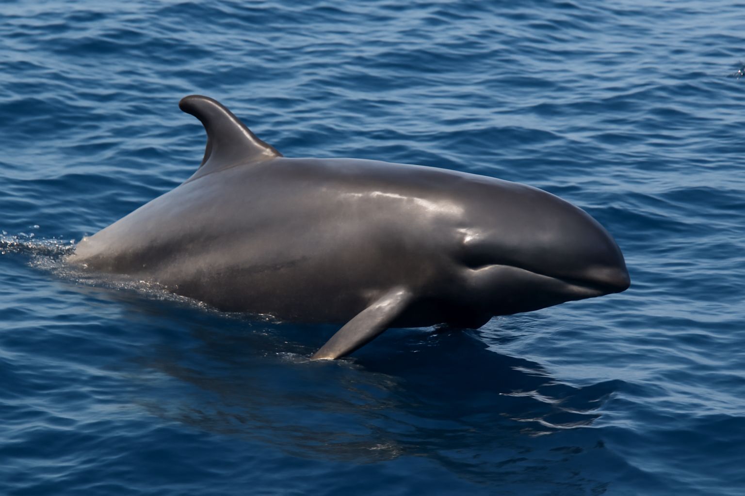 False Killer Whale