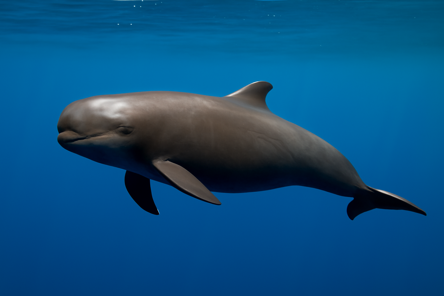 Pygmy Killer Whale