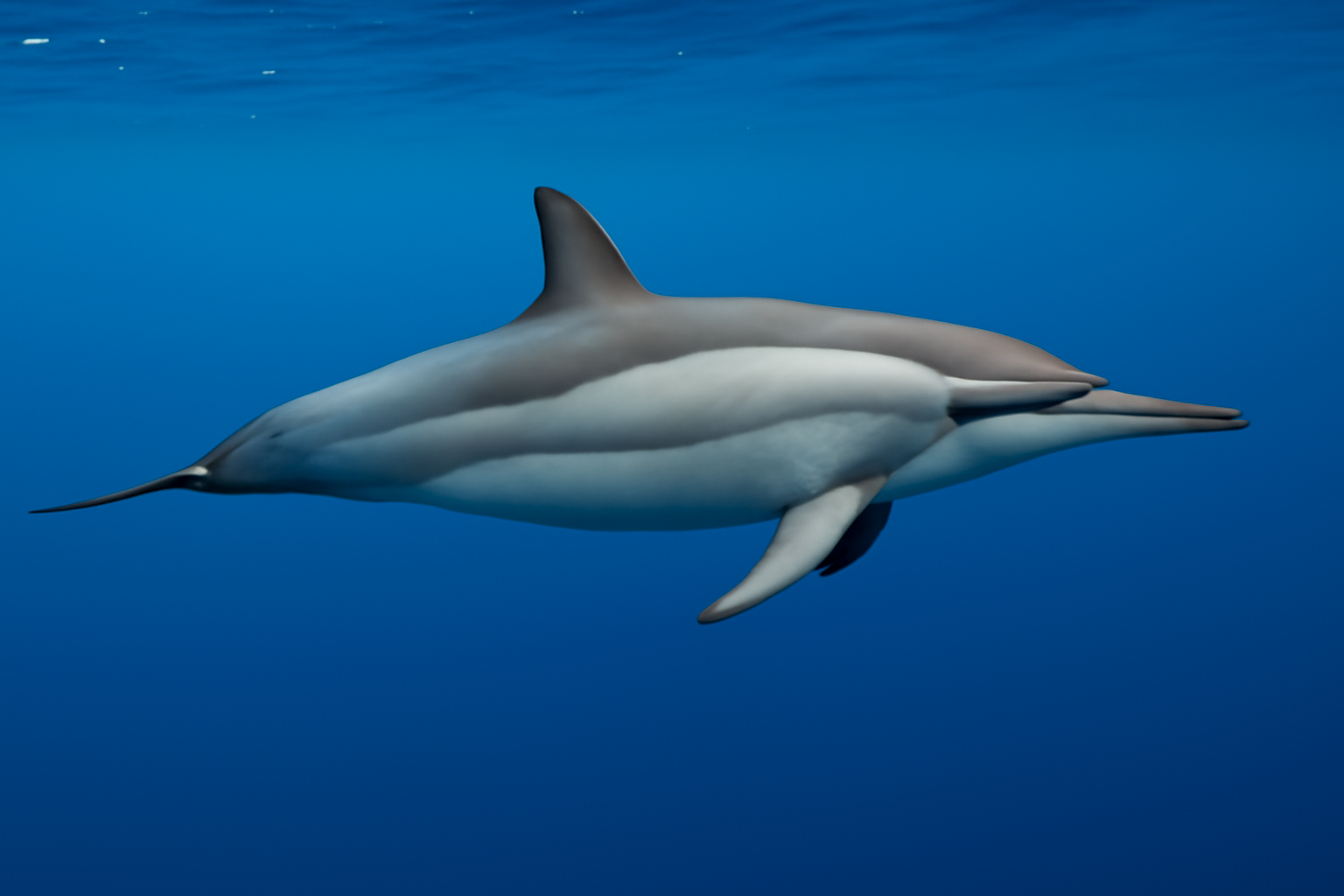 Eastern Spinner Dolphin
