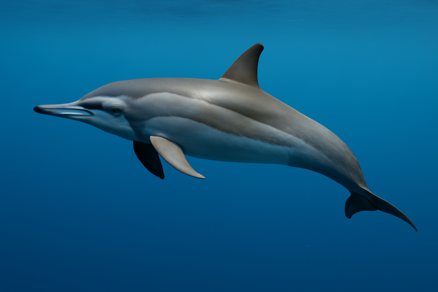 Dwarf Spinner Dolphin