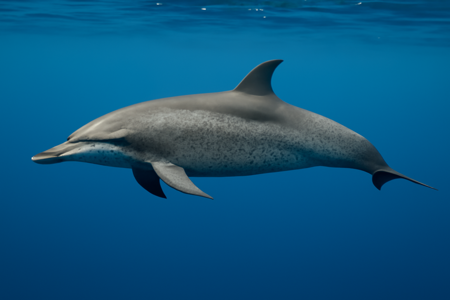 Pantropical Spotted Dolphin