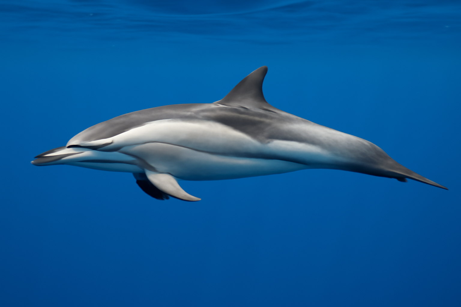Common Striped Dolphin