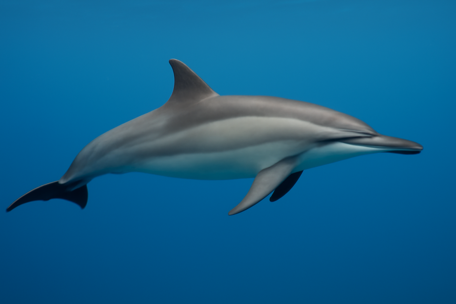Spinner Dolphin