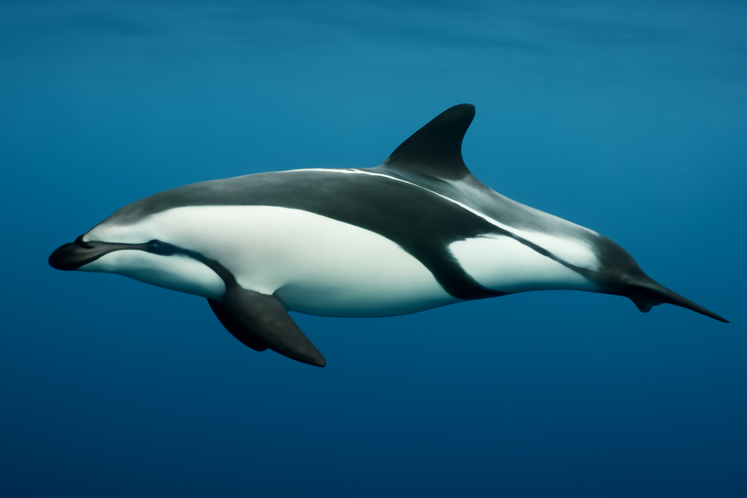 Hourglass Dolphin