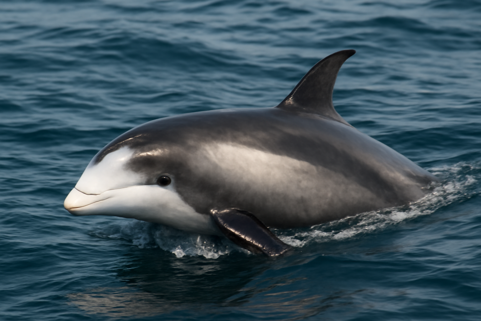 White-beaked Dolphin