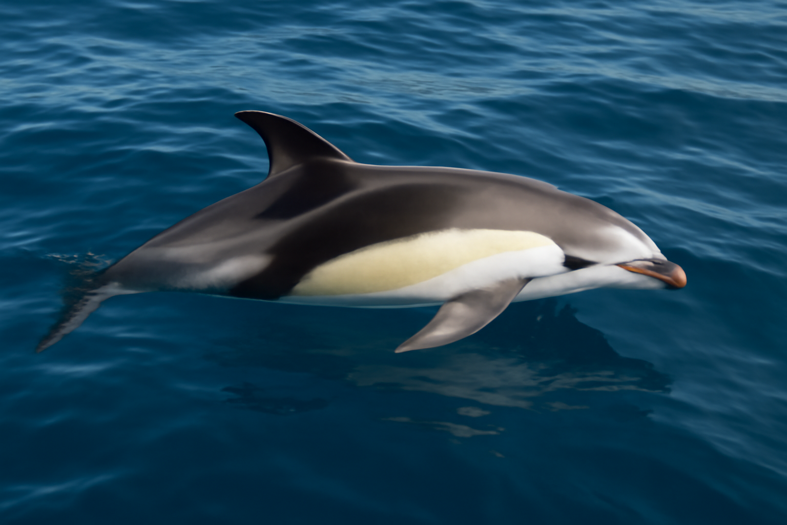 Atlantic White-sided Dolphin