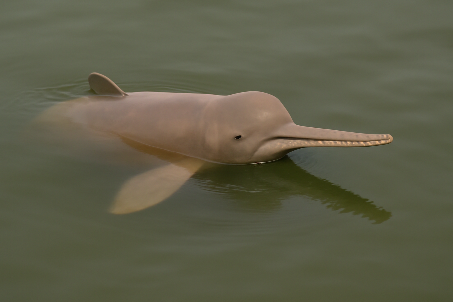 Indus River Dolphin
