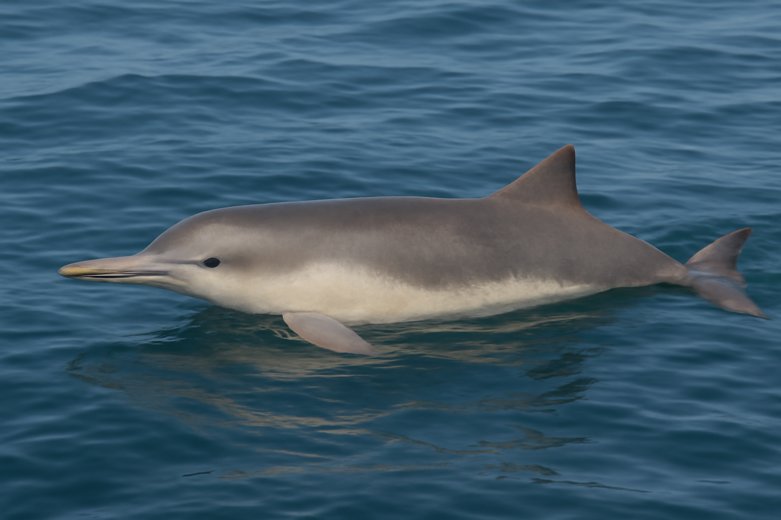 La Plata Dolphin