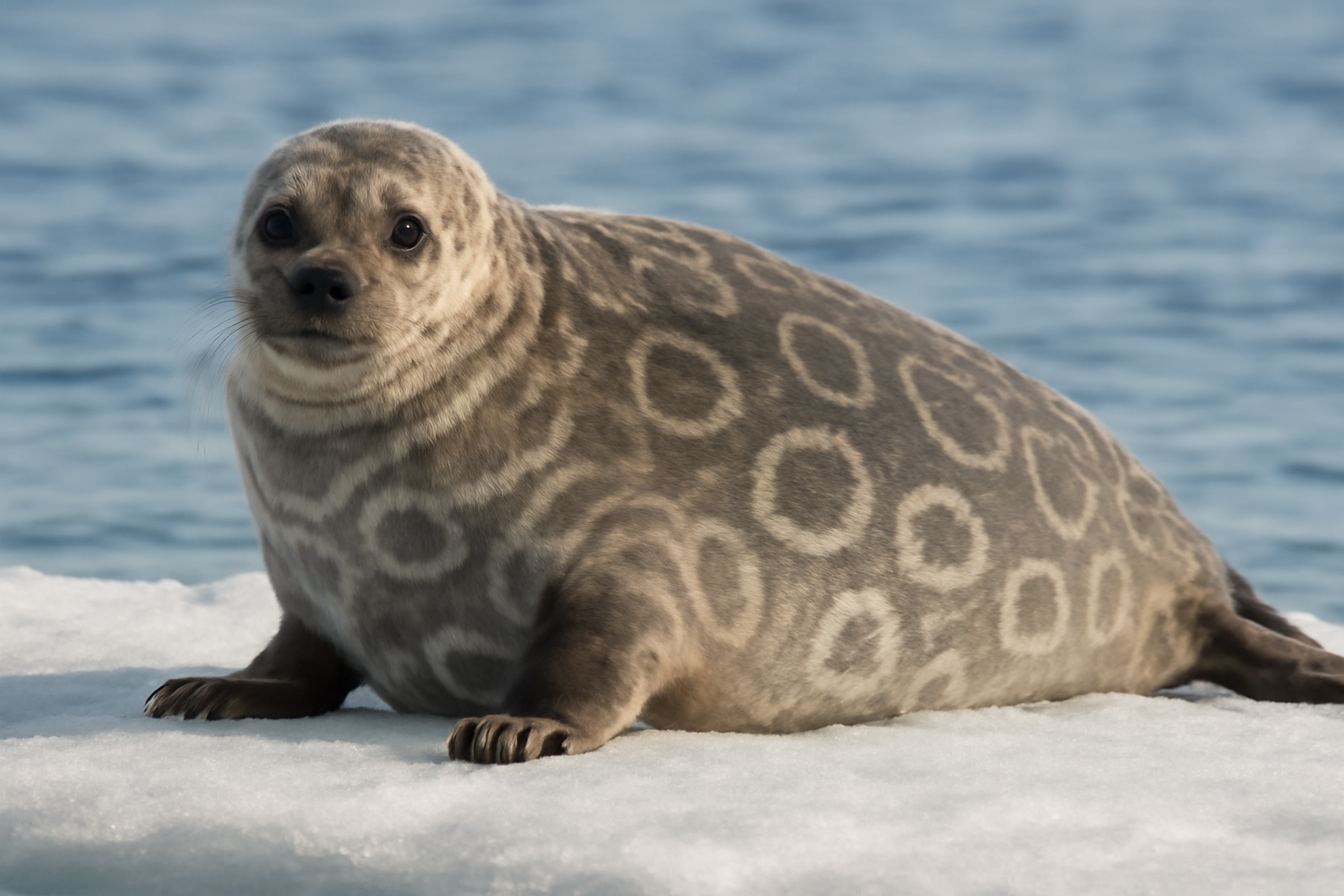 Ringed Seal