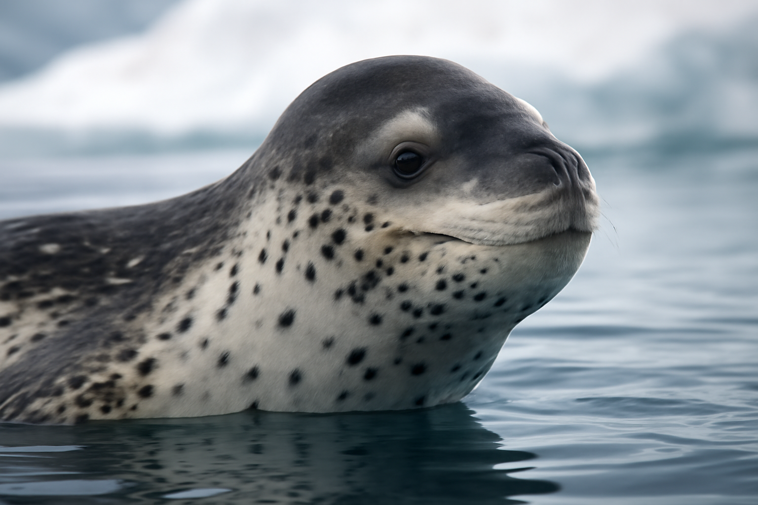 Leopard Seal