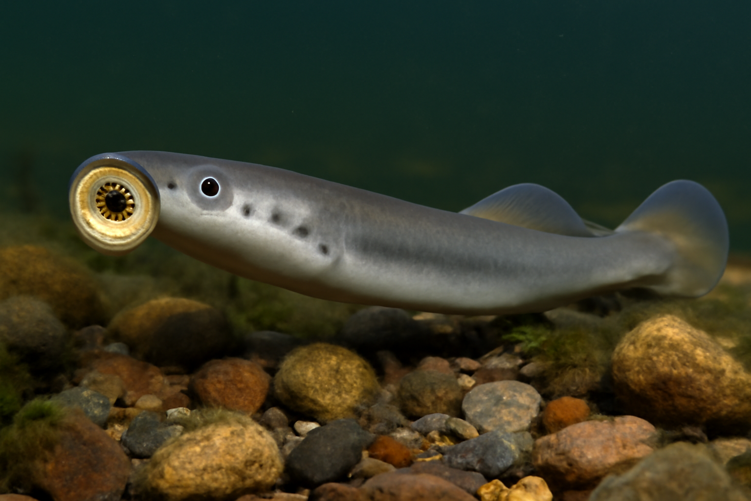 European River Lamprey