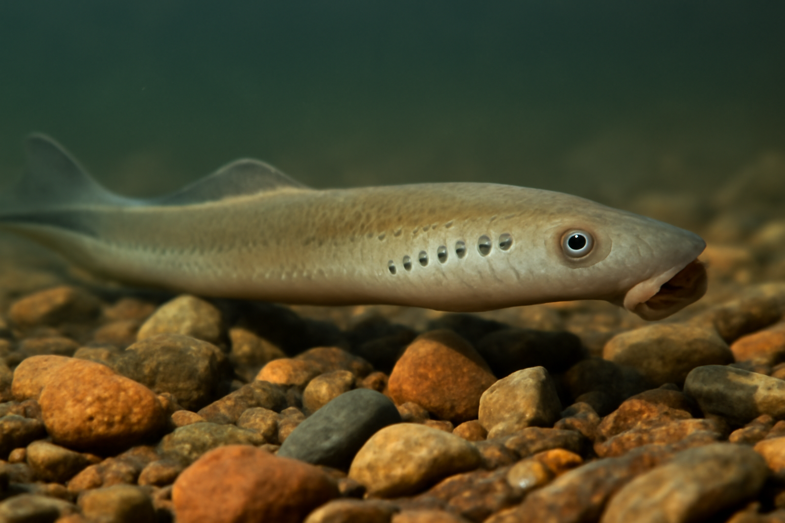 Western River Lamprey