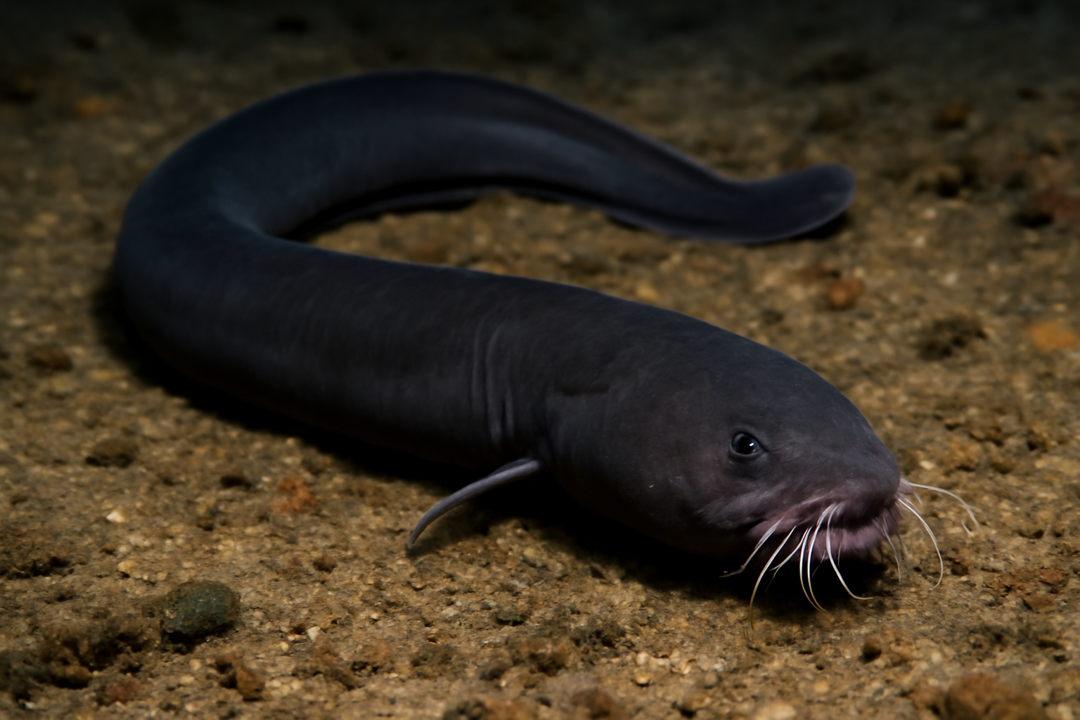 Black Hagfish