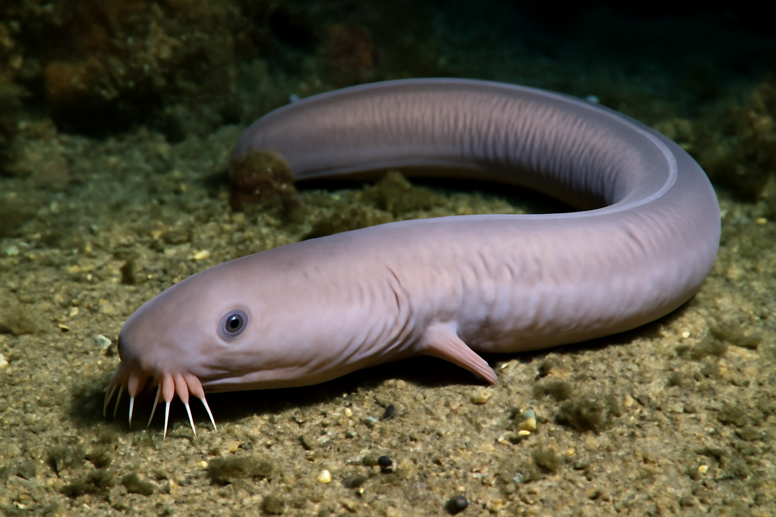 Inshore Hagfish