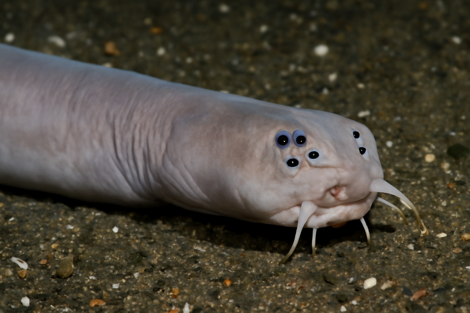 Four-eyed hagfish