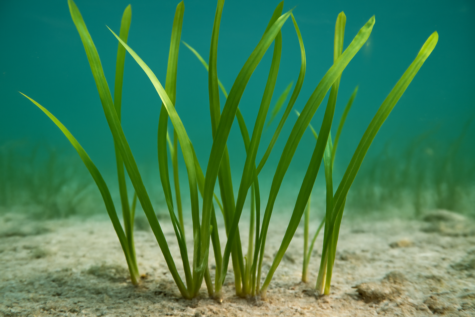 Pacific Eelgrass