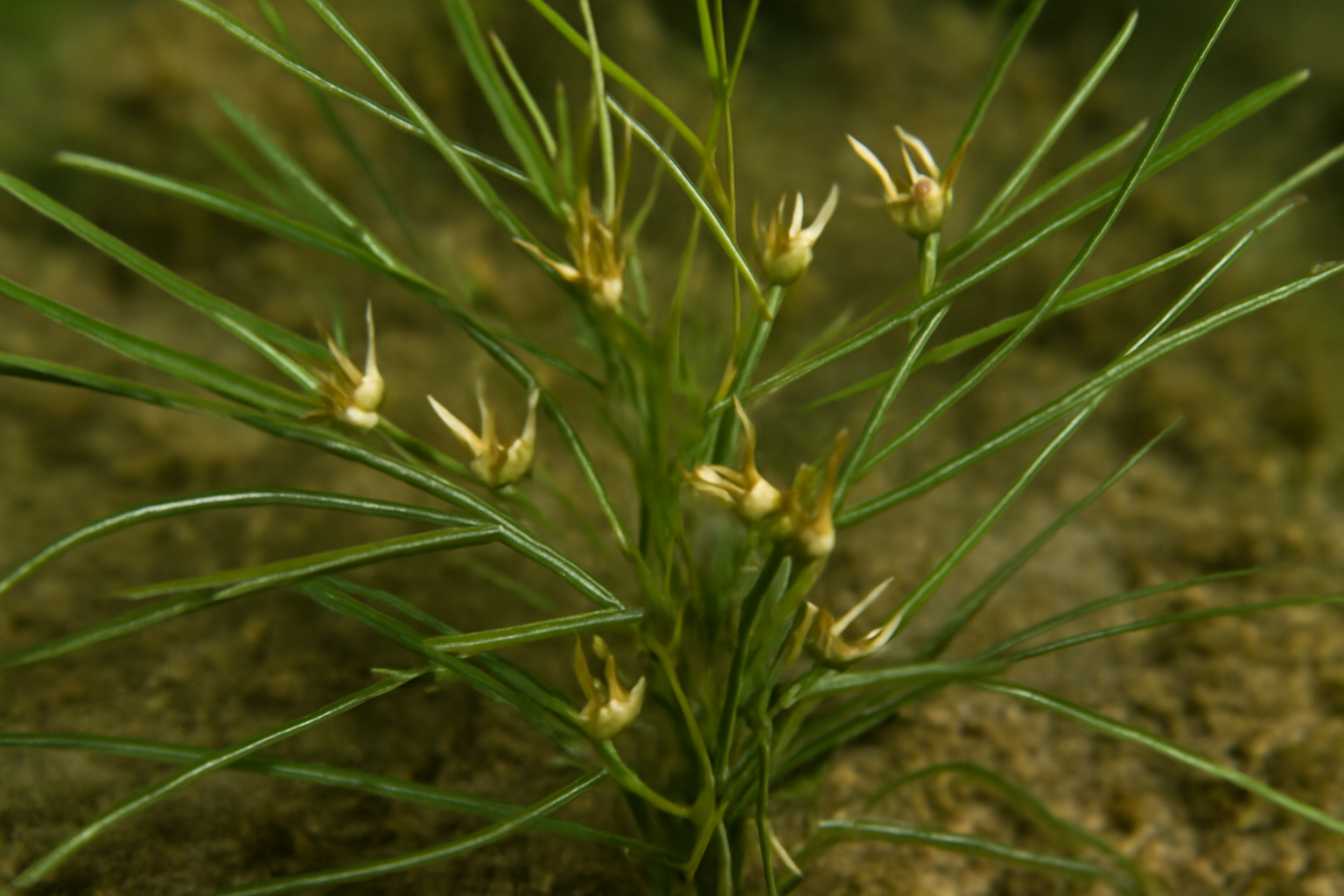 European Horned Pondweed