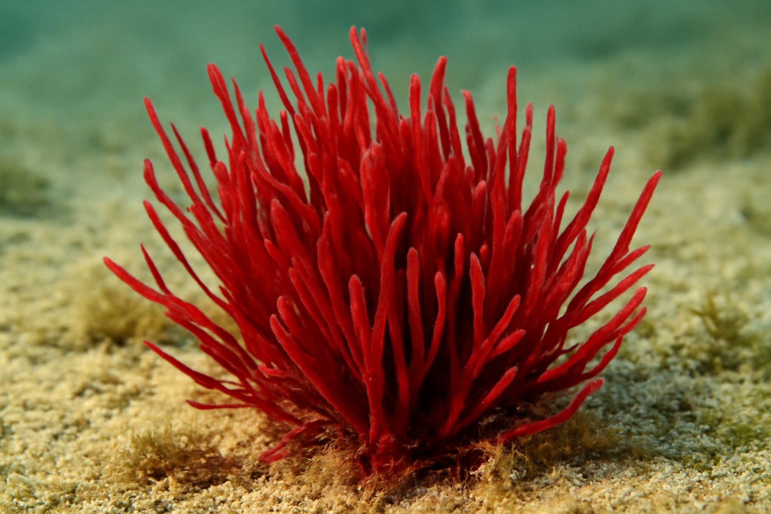 Redhead grass