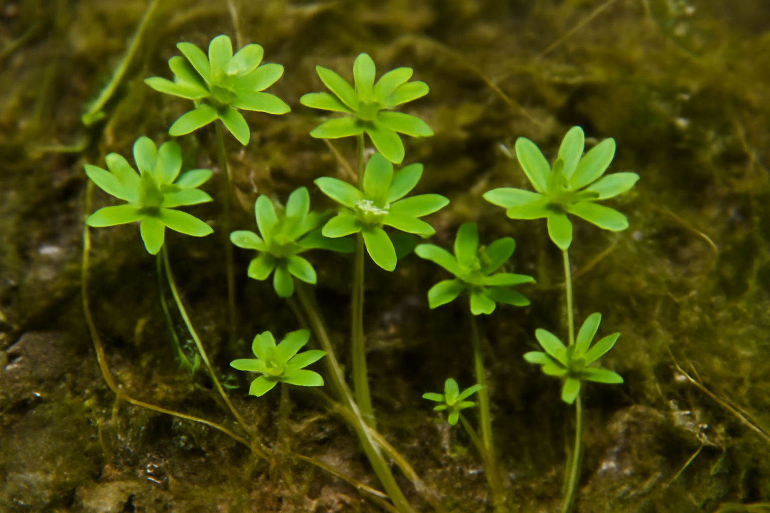 Southern Water Starwort