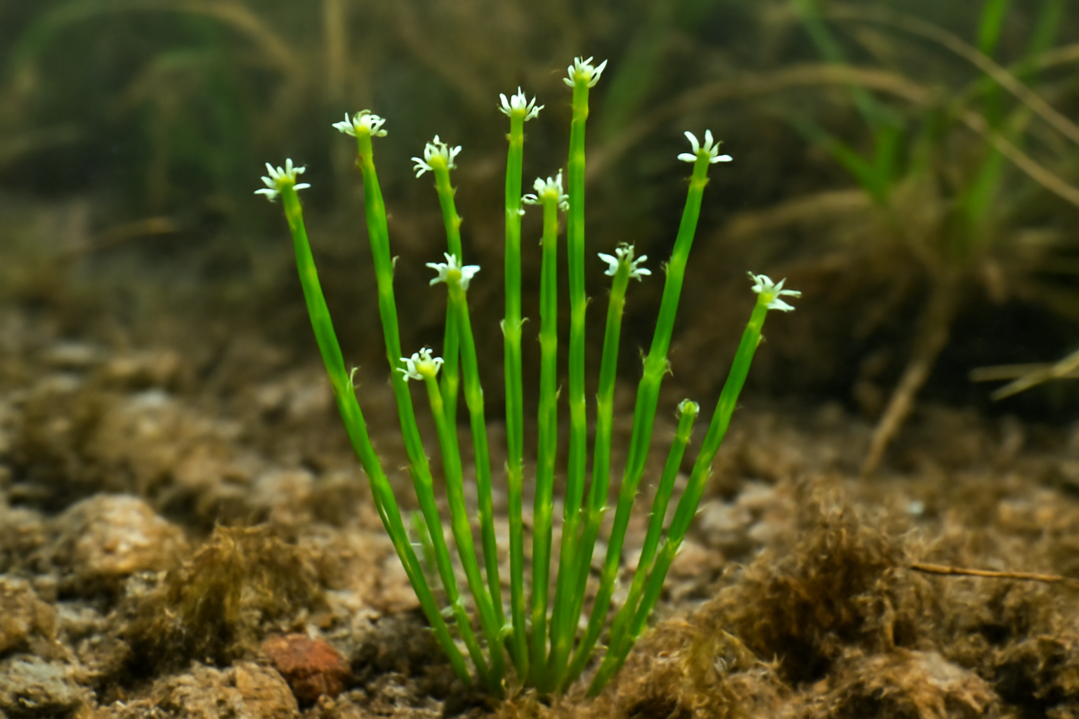 Cylindrical Water Starwort