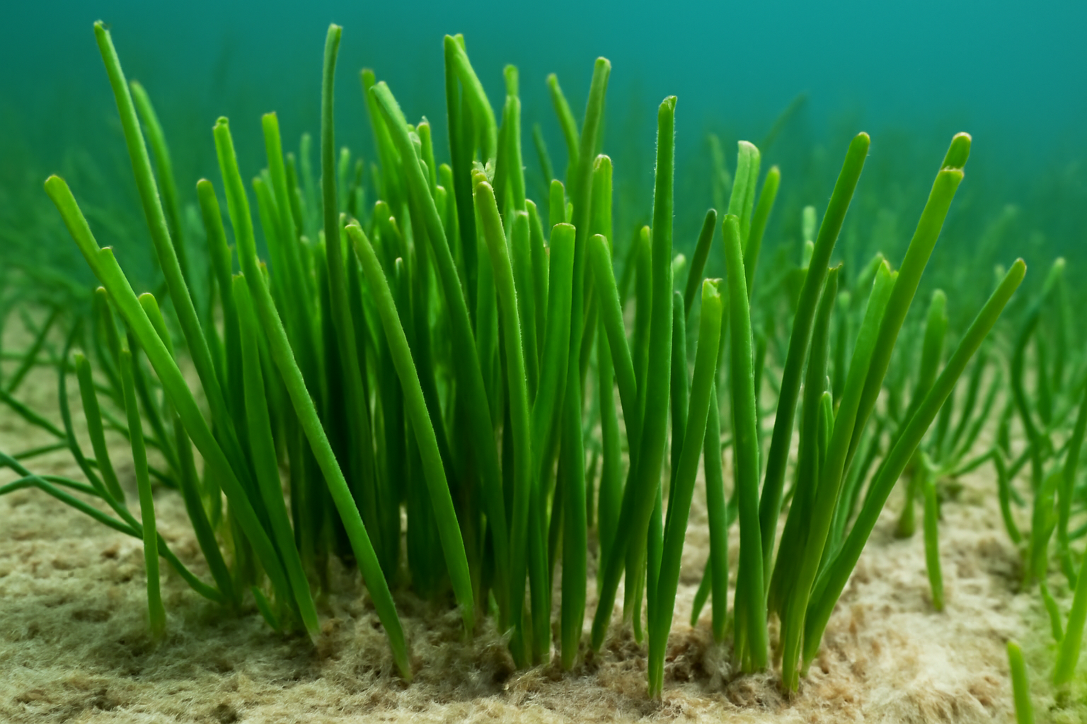 Manatee grass