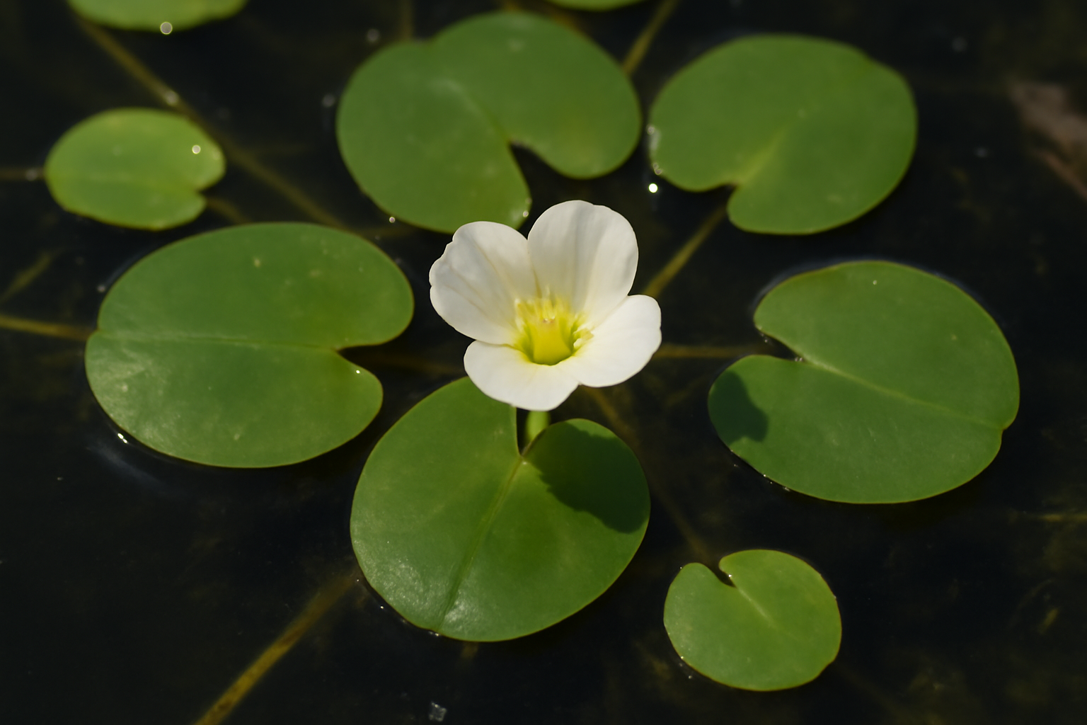 Common Frog's-bit