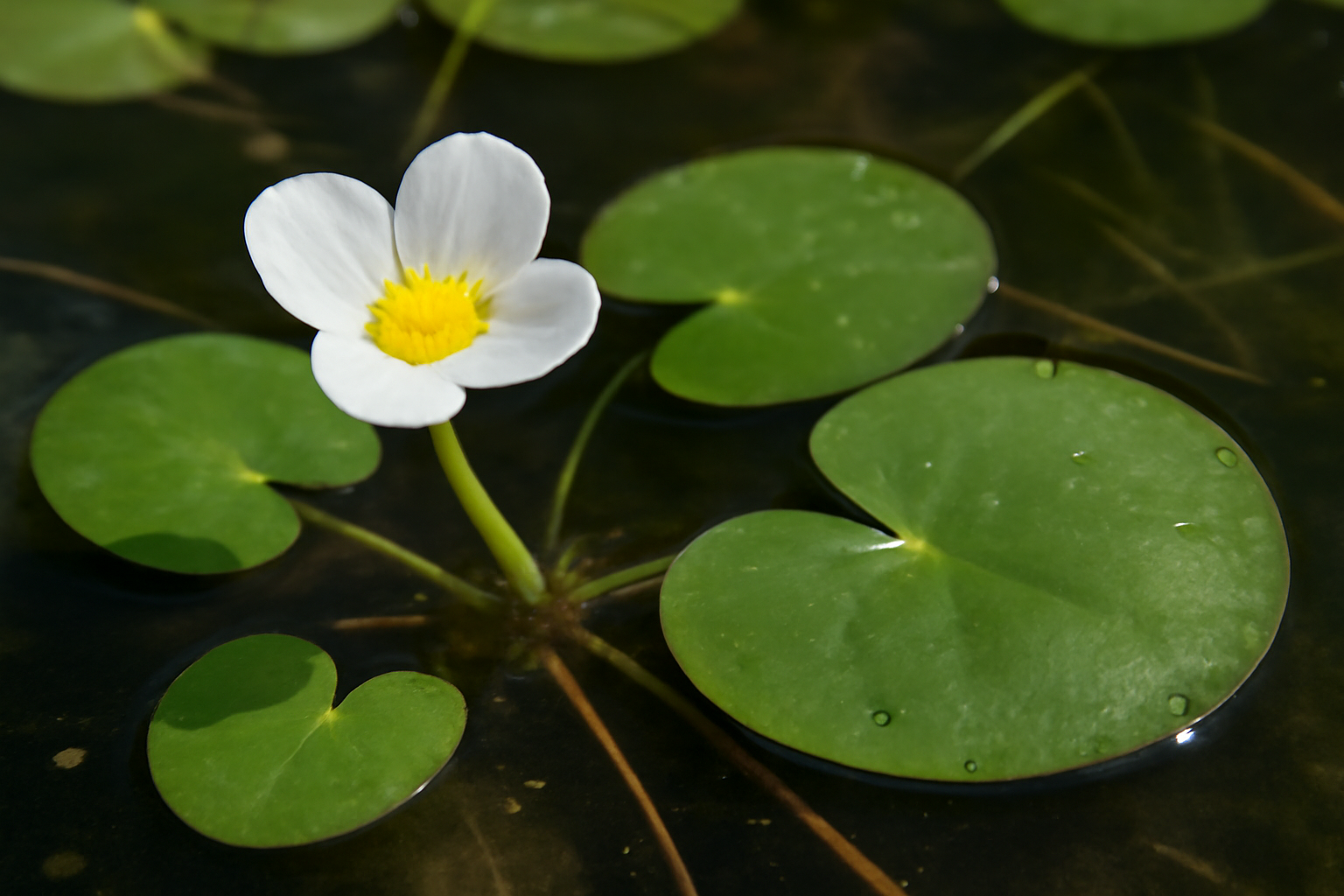 American Frog's-bit