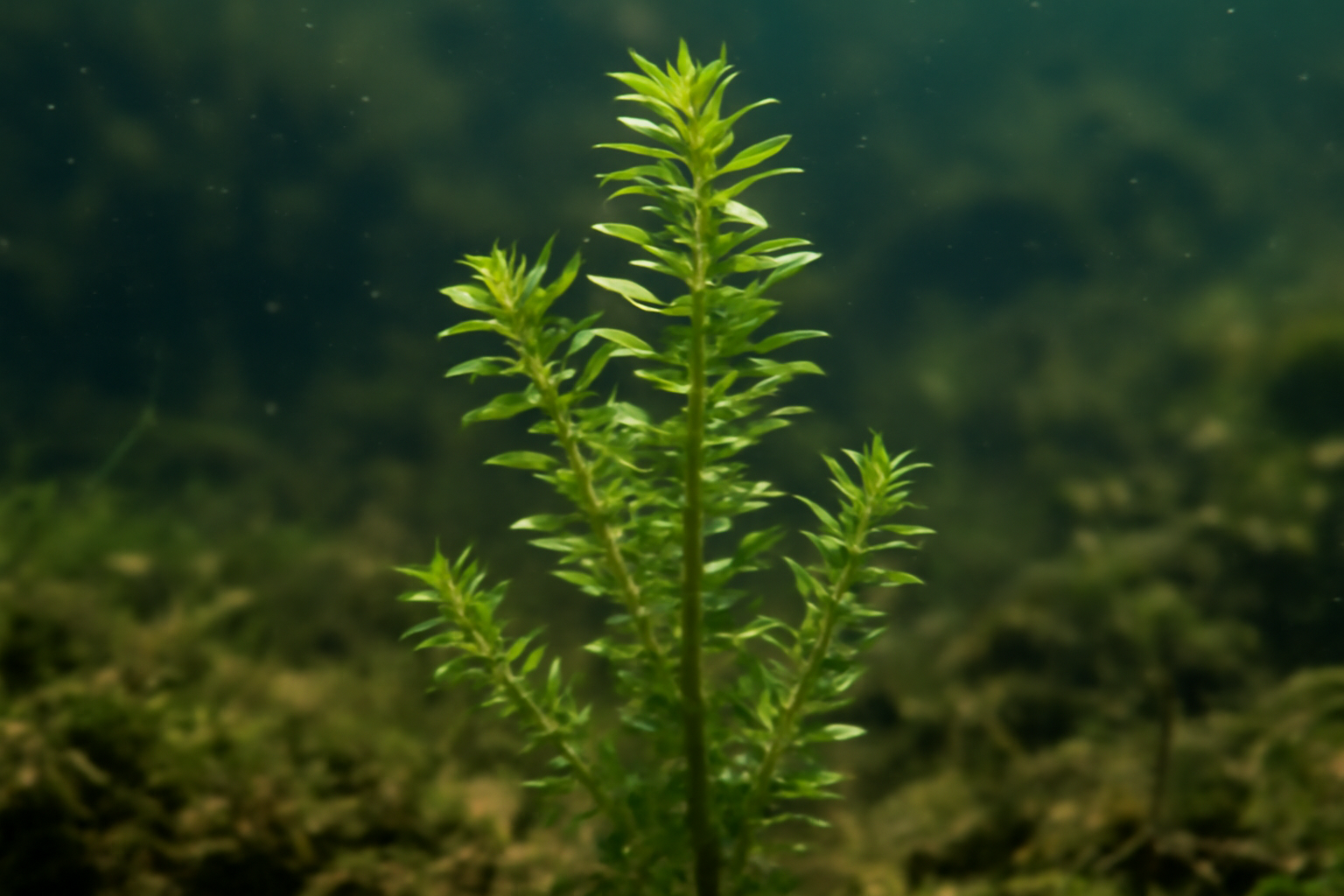Western Waterweed