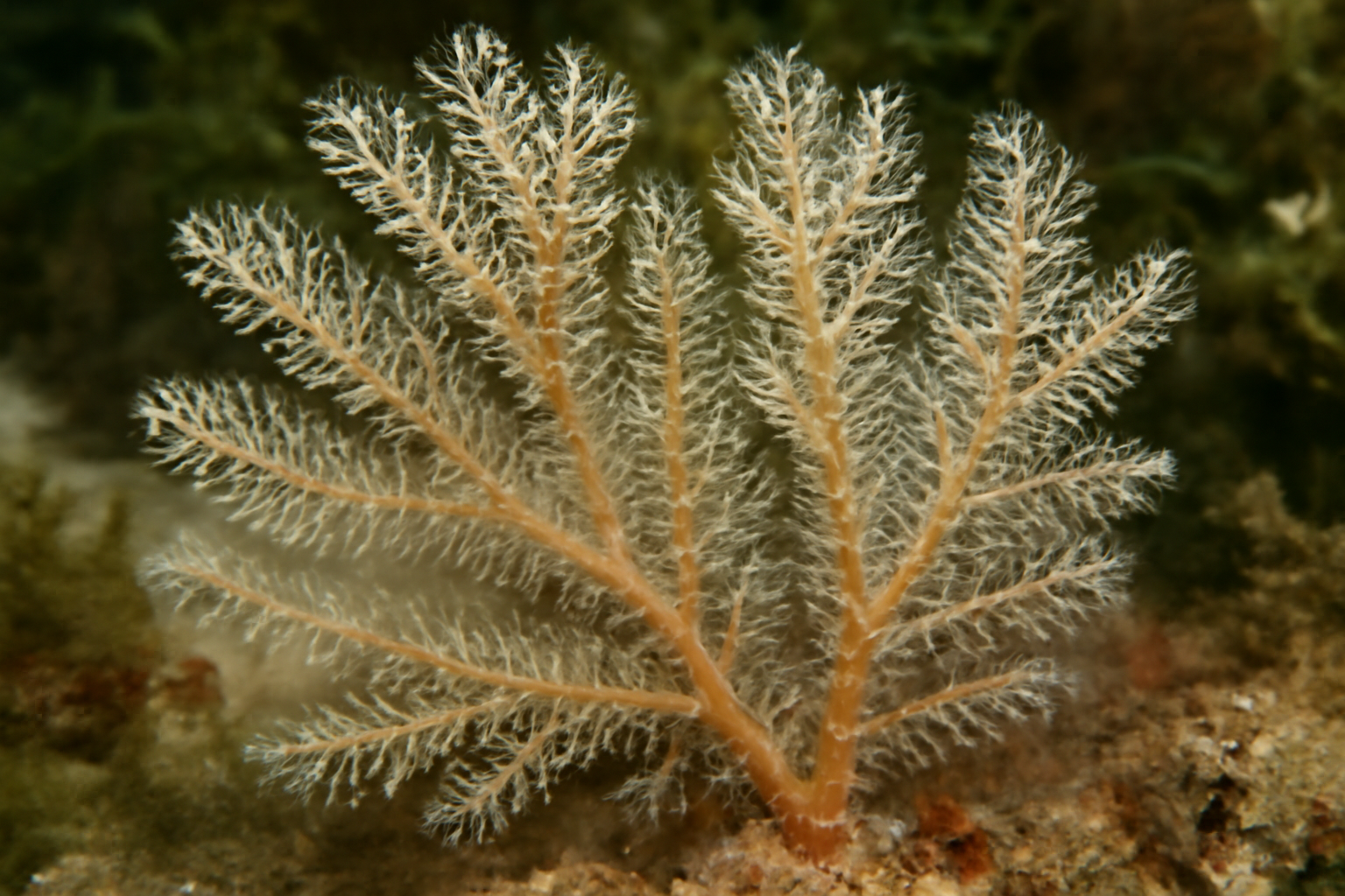 Soft Hornwort