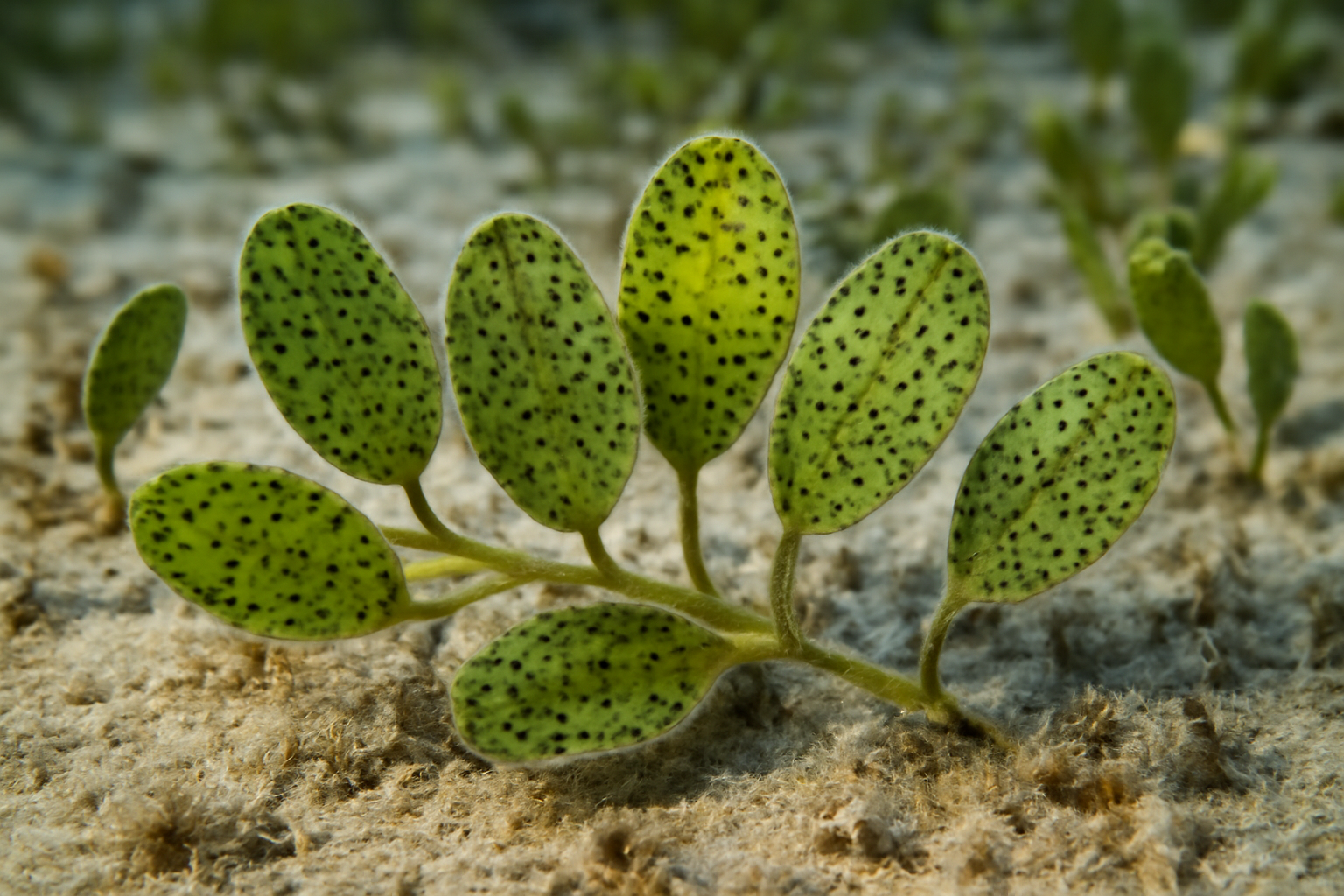 Dotted Halophila