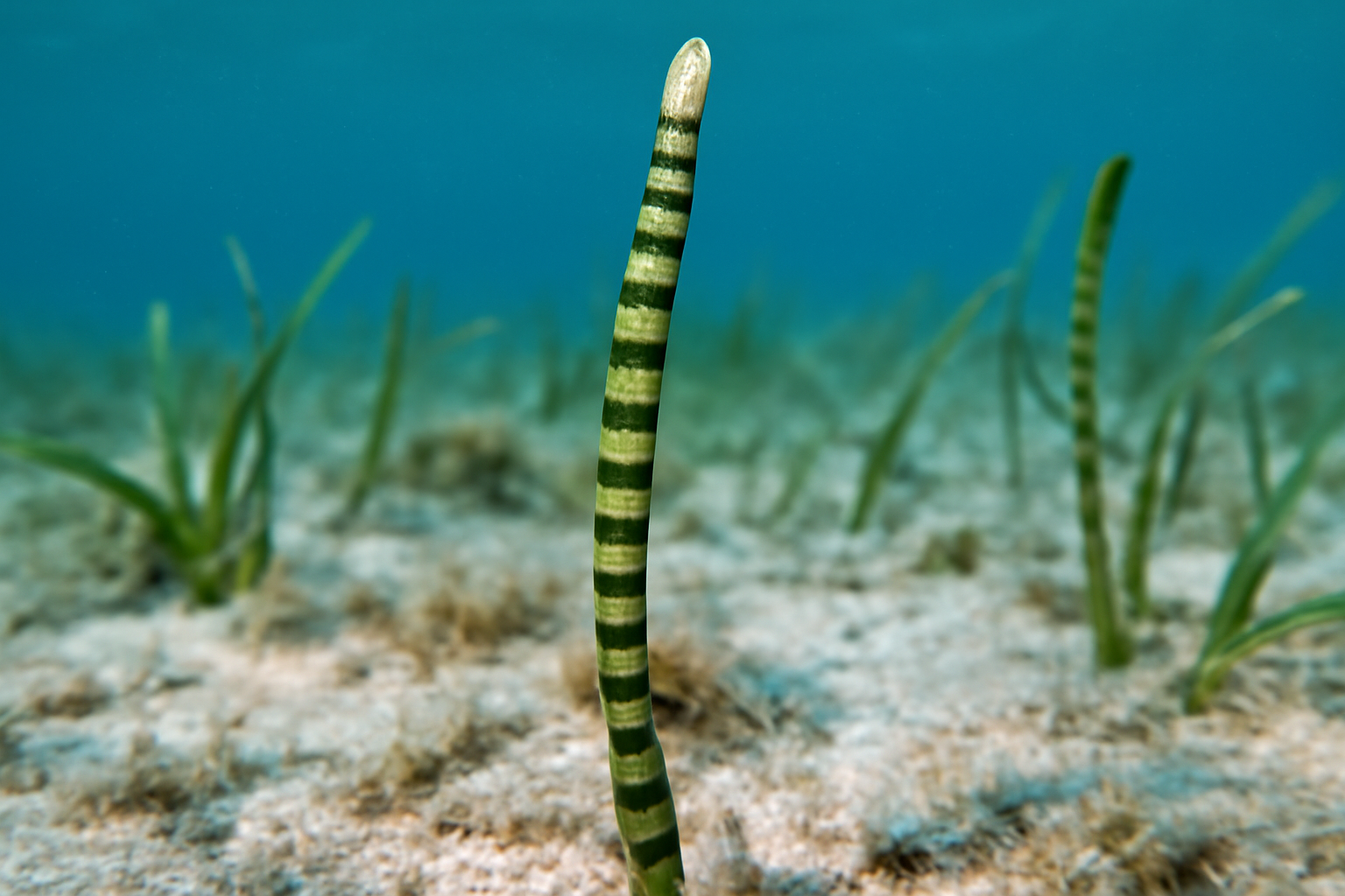 Ringed Seagrass