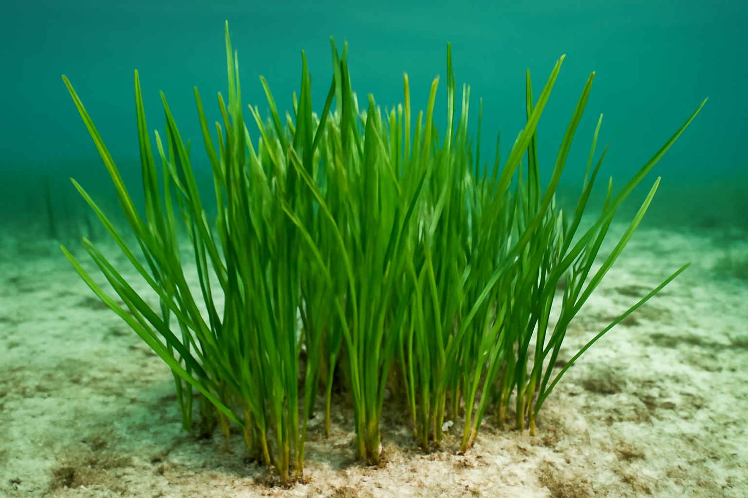 Needle Seagrass