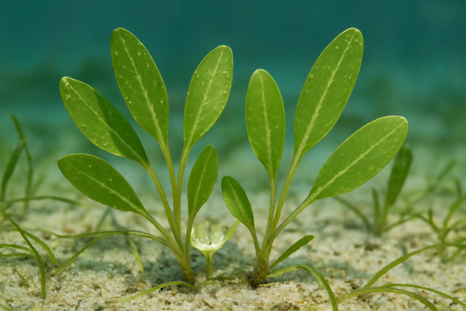 Johnson's Seagrass