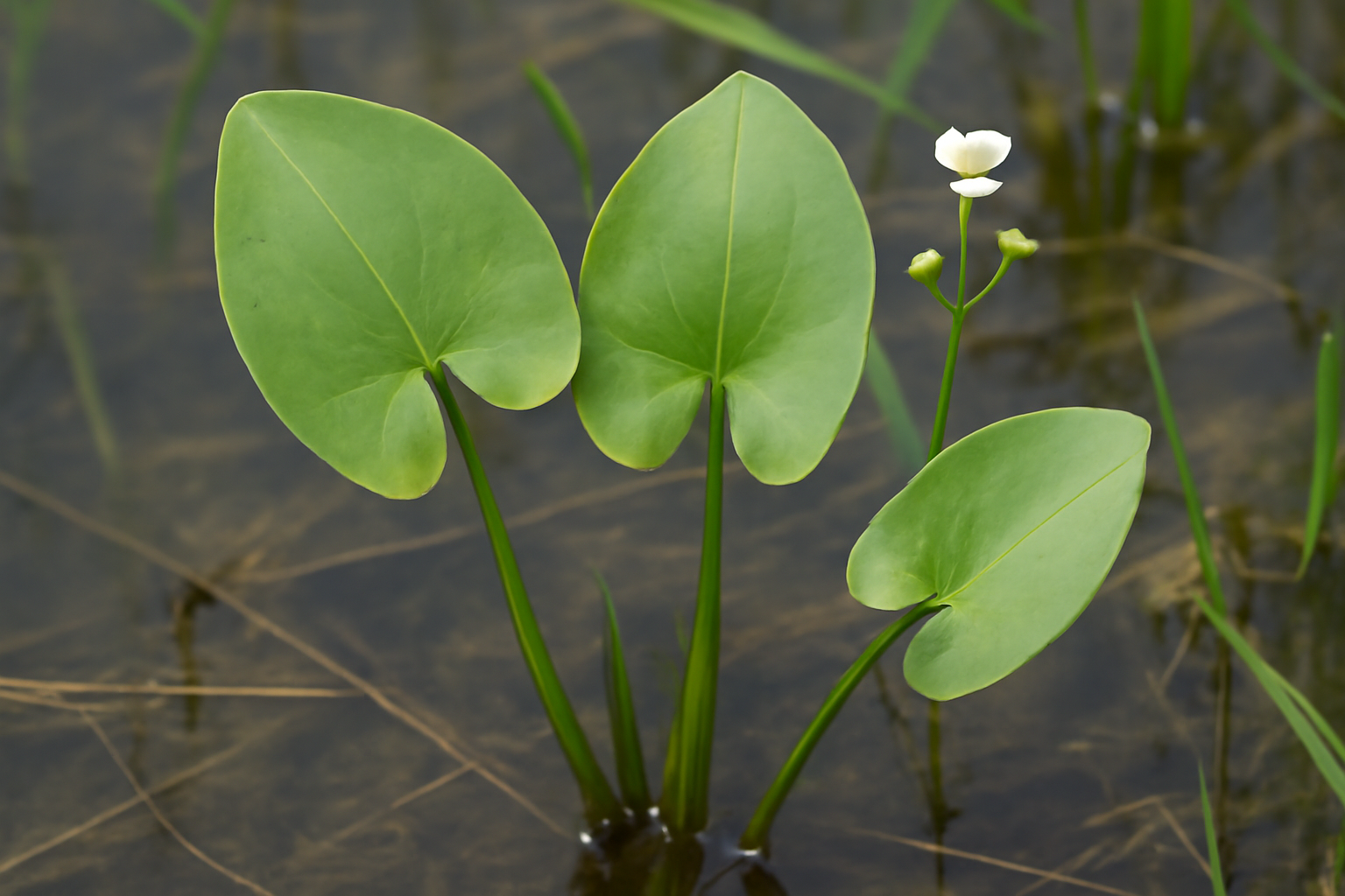 Cordate waterplantain