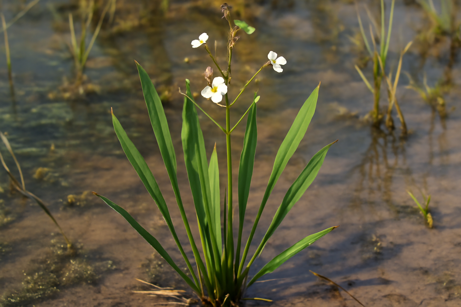 Narrow-leaf waterplantain