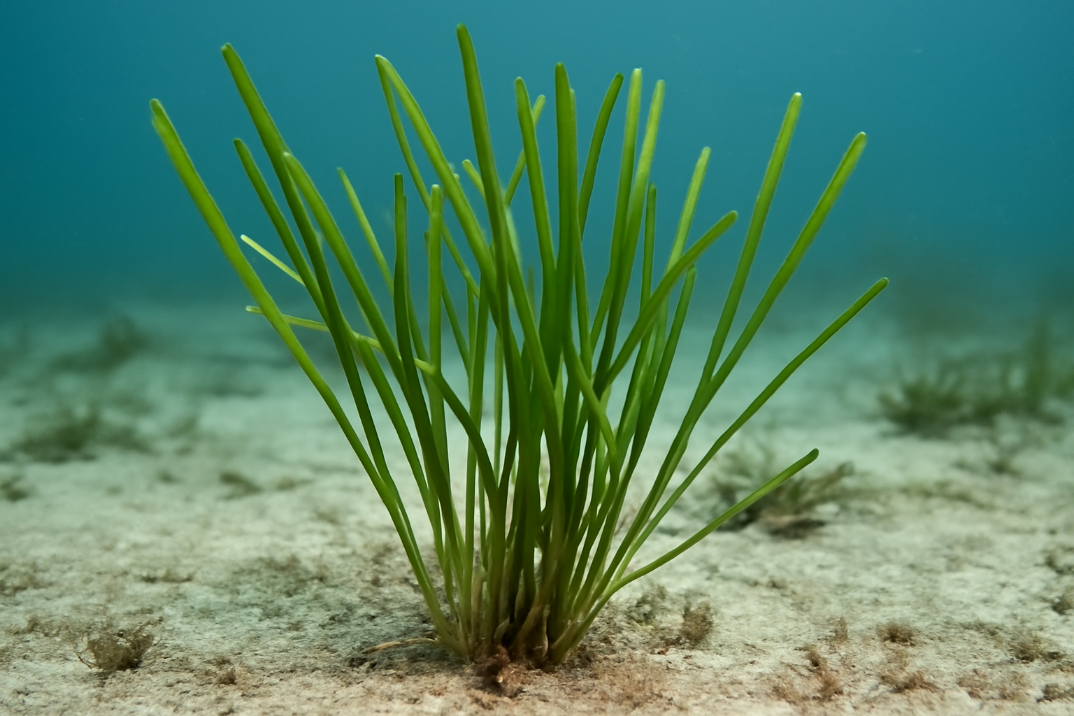 Narrow Leaf Seagrass