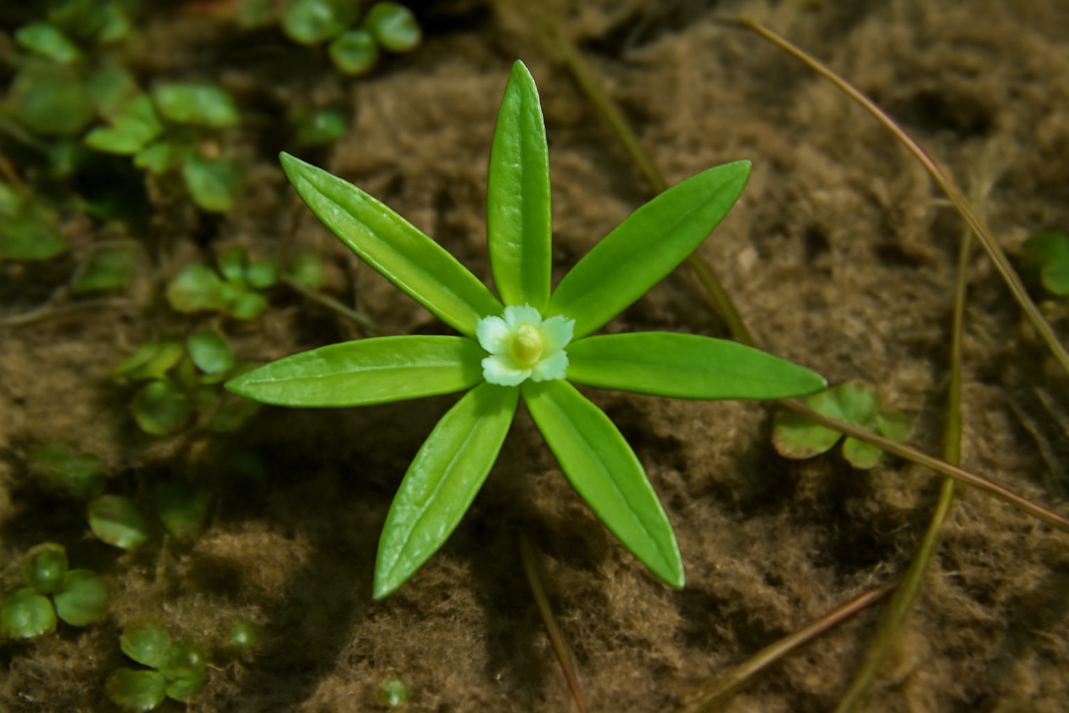 Vernal Water Starwort