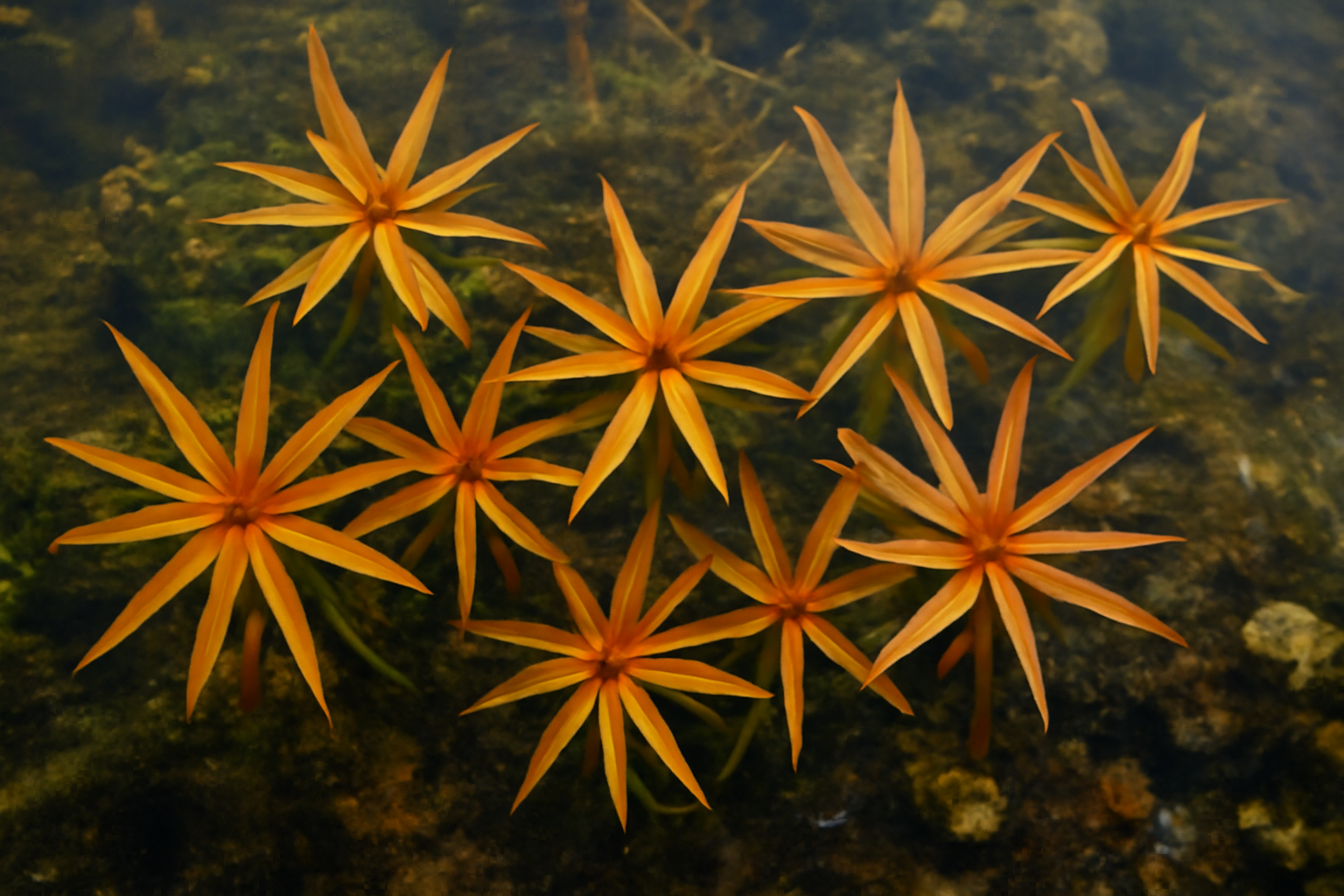 Autumnal Water Starwort