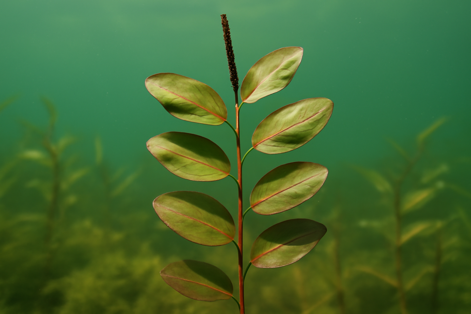 Persicaria-leaved pondweed
